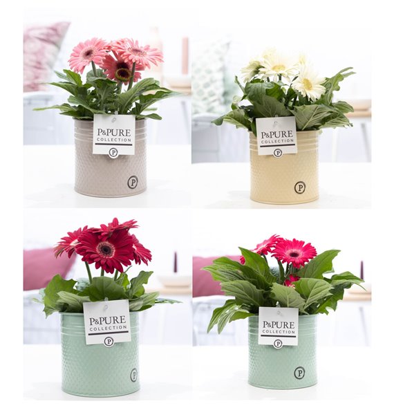 Gerbera mix Gerbera belicht 2+ in Pure Zinc Louise 3 ass 22 cm fi12 cm Q2840 Gerbera mix Gerbera belicht 2+ in Pure Zinc Louise 3 ass 22 cm fi12 cm Q2840