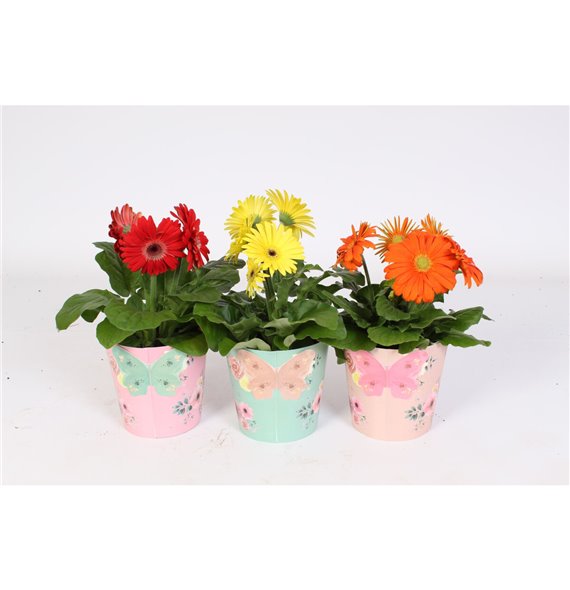 Gerbera mix Gerbera belicht 2+ 12cm in poetry pot 2 fl 500 20 cm fi12 cm Q2841 Gerbera mix Gerbera belicht 2+ 12cm in poetry pot 2 fl 500 20 cm fi12 cm Q2841