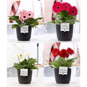 Gerbera mix Gerbera mixed 2+ in Pure Liv mat zwart  2 fl 22 cm fi12 cm Q2842