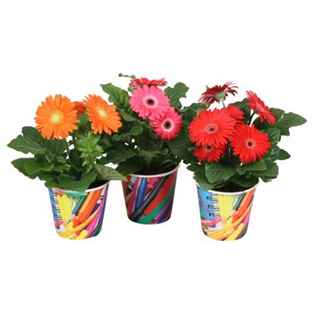 Gerbera mix in paperclip beker 20 cm fi12 cm Q2849