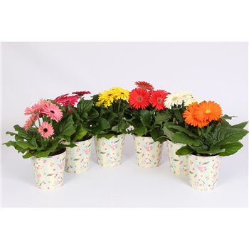 Gerbera mix flower heart cup 20 cm fi12 cm Q2854
