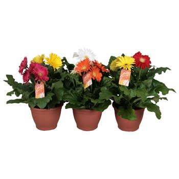 Gerbera mix 3+ patio getoefd carnaval 25 cm fi17 cm Q2862