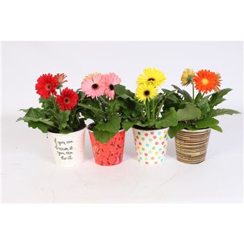 Gerbera mix 2+ in surprise beker mix 20 cm fi12 cm Q2866