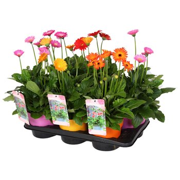 Gerbera garvinea mix 45 cm fi17 cm Q2870