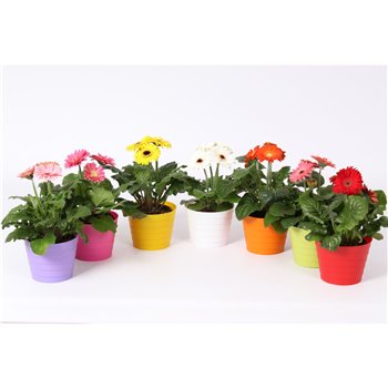 Gerbera mix belicht 2+ in madrid pot mix 20 cm fi12 cm Q2877