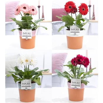 Gerbera mix belicht in pure terraco 22 cm fi12 cm Q2882