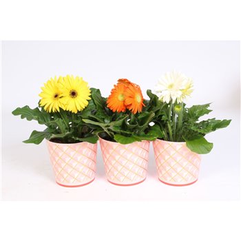 Gerbera mix 2+ in roze beker with gouden ruitjes 20 cm fi12 cm Q2897