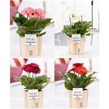 Gerbera mix in pot pure wood iv 22 cm fi12 cm Q2902