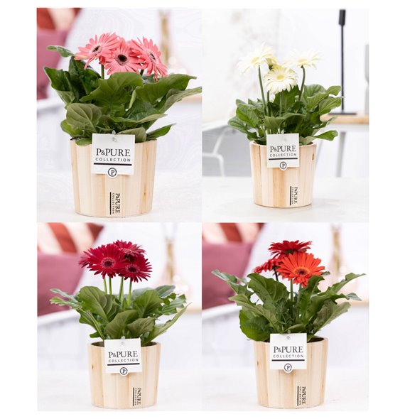 Gerbera mix in pot pure wood iv 22 cm fi12 cm Q2902 Gerbera mix in pot pure wood iv 22 cm fi12 cm Q2902
