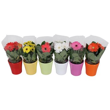 Gerbera mix belicht 2+ in stefanie ceramic mix 22 cm fi12 cm Q2907