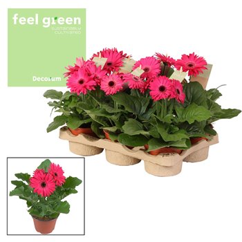 Gerbera flori line paars paarstinten feel green decorum 20 cm fi12 cm Q2909