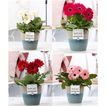 Gerbera mix belicht 2+ in Pure Valeri 2 ass 22 cm fi12 cm Q2911