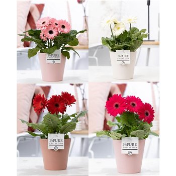 Gerbera mix belicht 2+ in Pure Ruby 2 ass 22 cm fi12 cm Q2912
