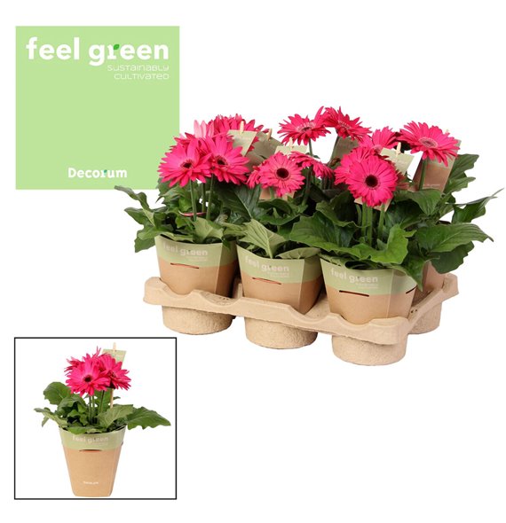 Gerbera flori line paars feel green nature potcover decorum 20 cm fi12 cm Q2916 Gerbera flori line paars feel green nature potcover decorum 20 cm fi12 cm Q2916