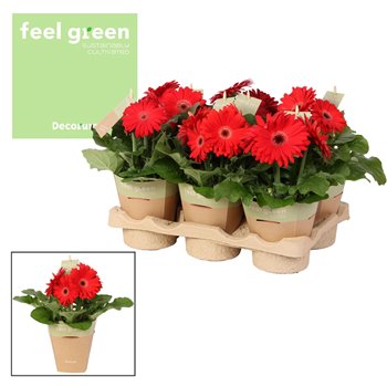 Gerbera flori line rood feel green nature potcover decorum 20 cm fi12 cm Q2917