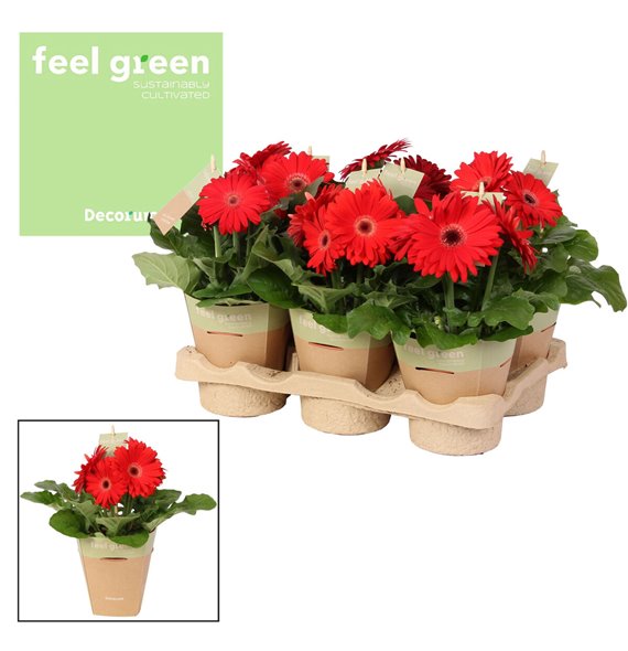 Gerbera flori line rood feel green nature potcover decorum 20 cm fi12 cm Q2917 Gerbera flori line rood feel green nature potcover decorum 20 cm fi12 cm Q2917