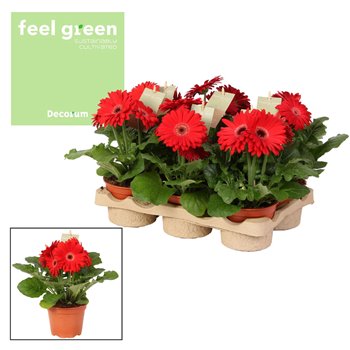 Gerbera flori line rood Feel Green  nature Decorum rood tinten 20 cm fi12 cm Q2932
