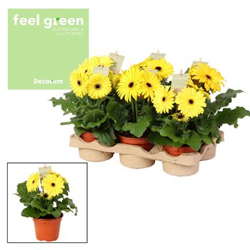 Gerbera flori line geel Feel Green  nature Decorum geel tinten 25 cm fi12 cm Q2933