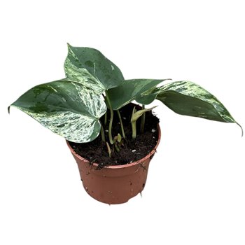 Philodendron hederaceum oxycardium variegata 25 cm fi10.5 cm Q2958