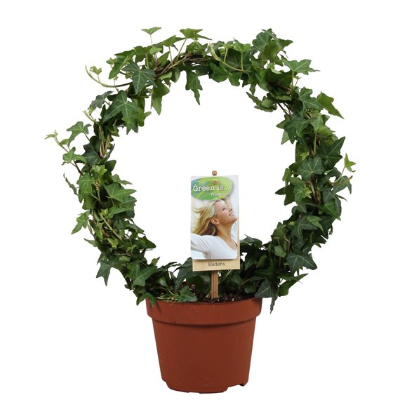 Hedera helix green 9pp - 40-45cm Rank - Enkele arc 40 cm fi13 cm Q3009 Hedera helix green 9pp - 40-45cm Rank - Enkele arc 40 cm fi13 cm Q3009
