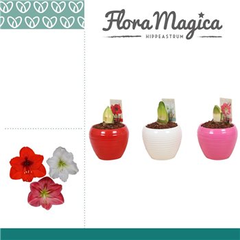Hippeastrum Mix 2 Knop in Ompot Melanie 25 cm fi12 cm Q3024