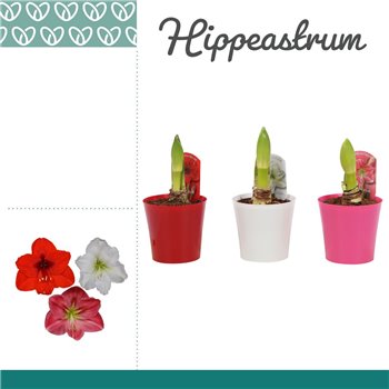 Hippeastrum Mix 1 Knop iz umetnega materiala ompot Linge 25 cm fi12 cm Q3028