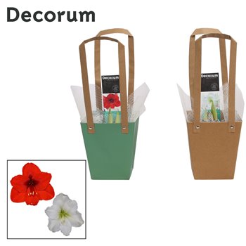 Hippeastrum Mix 2 Knop in Giftbag (Decorum) 25 cm fi12 cm Q3038