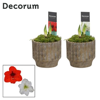 Hippeastrum Mix 2 Knop in Ompot Jane(Decorum) 25 cm fi12 cm Q3039