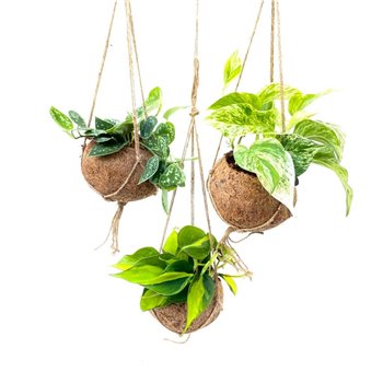 Scindapsus mix Kokodama hangup 2.5 cm fi15 cm Q3488