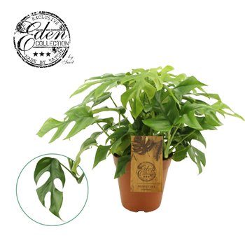 Monstera minima 40 cm fi15 cm Q3612