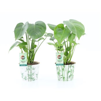 Monstera deliciosa in potcover bamboo 40 cm fi12 cm Q3643