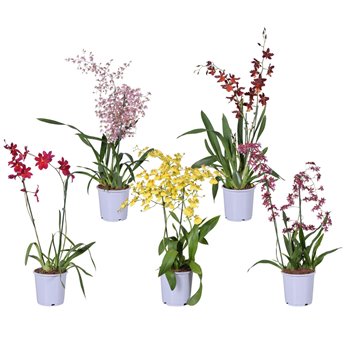 Orchidee Toef mix 17 cm 2 stems 75 cm fi17 cm Q3742