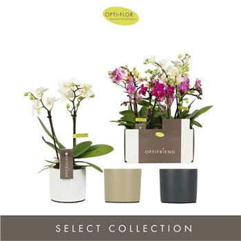 Orhideja Phalaenopsis multiflora mix Optifriend 2spike in Mix Toscane 25 cm fi7 cm Q4155