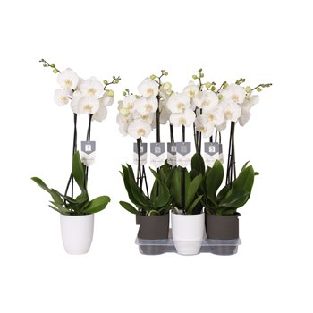 Orhideja Phalaenopsis white world 2 stems - 14+ flowers mix ceramic 60 cm fi12 cm Q4162