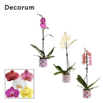 Orhideja Phalaenopsis mix 1 stems  9+ flower - Nine ceramic - Bubblicious 65 cm fi12 cm Q4182