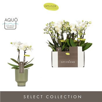 Orhideja Phalaenopsis multiflora wit Optifriend Sandra 2 stems in Emilia Green Aquo 25 cm fi7 cm Q4224