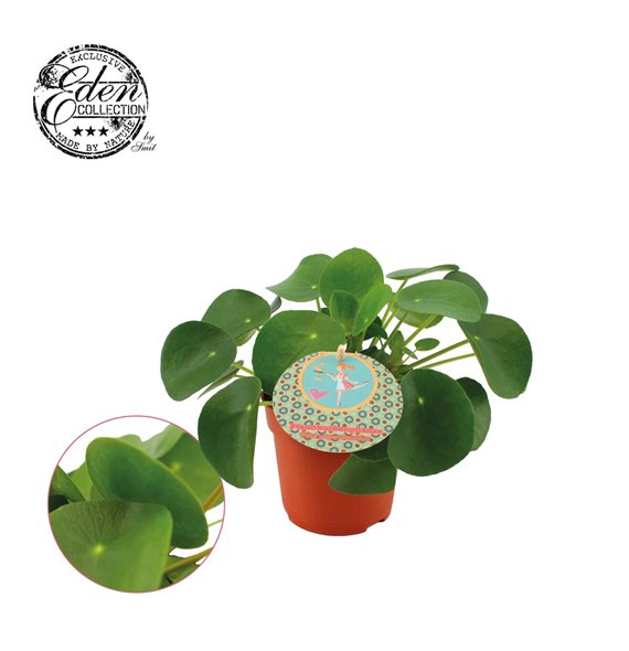 Pilea peperomoides + duits etiket 15 cm fi10.5 cm Q4542 Pilea peperomoides + duits etiket 15 cm fi10.5 cm Q4542
