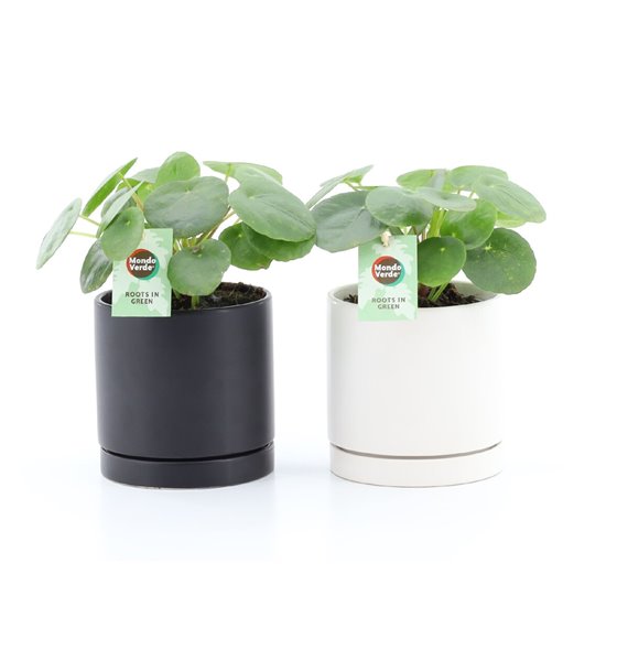 Pilea peperomioides in hainan ceramic 25 cm fi13 cm Q4559 Pilea peperomioides in hainan ceramic 25 cm fi13 cm Q4559