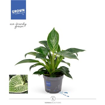 Philodendron karma white stripe 35 cm fi12 cm Q4770