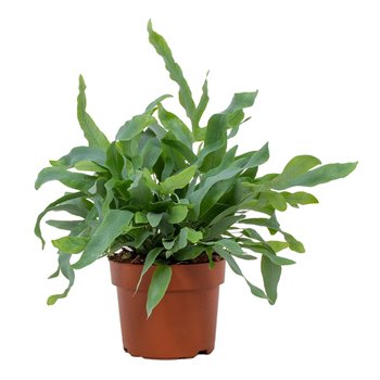 Phlebodium blue star 32 cm fi12 cm Q4805