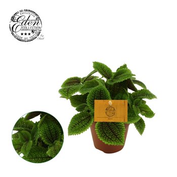 Pilea alumi Pilea Moon valley  12cm 20 cm fi12 cm Q4809