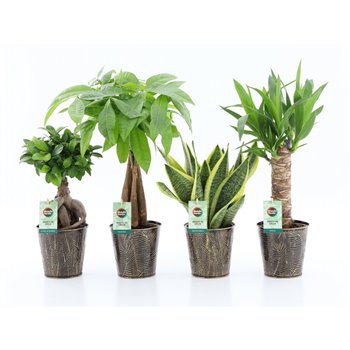 Miks lončnic amazone mix in iron leaf 35 cm fi13 cm Q4854