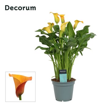 Kala morning sun decorum oranje 50 cm fi17 cm Q5305