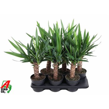 Juka single stem 60 cm fi15 cm Q5331