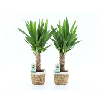 Juka 25cm single stem 3+heads in noah Košara 50 cm fi14 cm Q5352