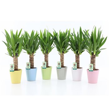 Juka 25cm single stem  3+ heads - Pastel ceramic 50 cm fi13 cm Q5358
