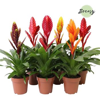 Vriesea mix Classic mix 45 cm fi12 cm Q5371