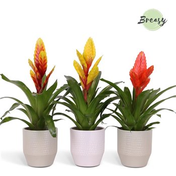 Vriesea mix Palma ceramic - Green mix 45 cm fi13 cm Q5385