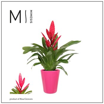 Vriesea intenso pink Florence ceramic - Roze 42 cm fi13 cm Q5390
