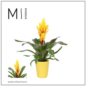 Vriesea intenso yellow Florence ceramic - Geel 48 cm fi13 cm Q5392